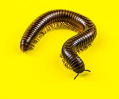 O que é um worm de computador - características e tipos